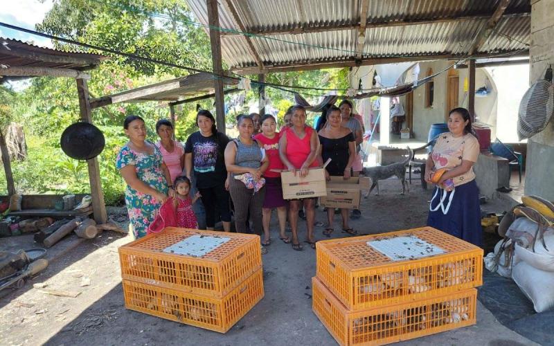 Entrega de gallinas ponedoras fortalece producción familiar en Santa Ana