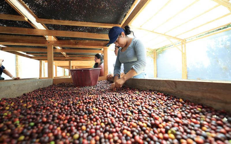 Café: motor del desarrollo rural de Guatemala