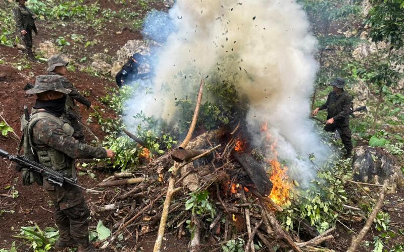 Ejército de Guatemala erradicó 150 mil arbustos de hoja de coca en Petén.