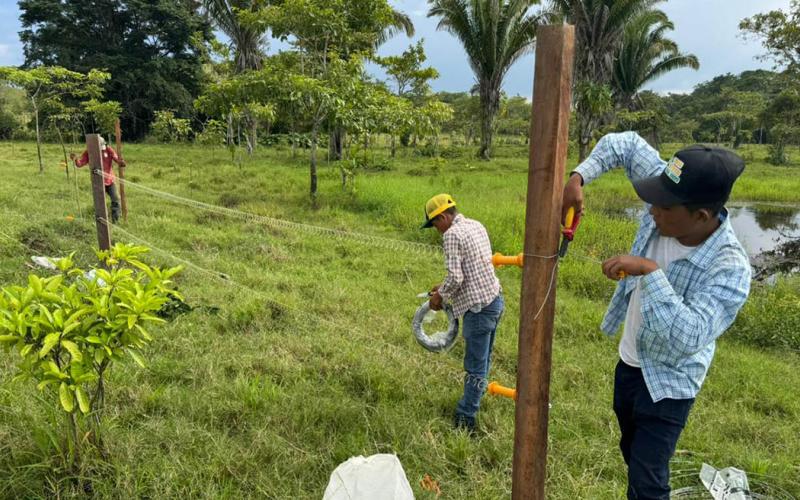 Avanza implementación del modelo de ganadería sostenible en Petén