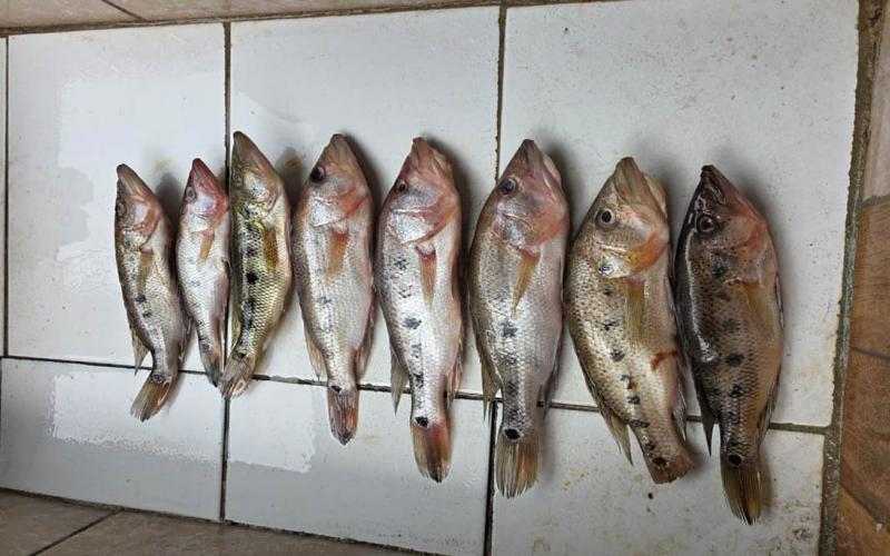 Avanza investigación del pez blanco en Petén 