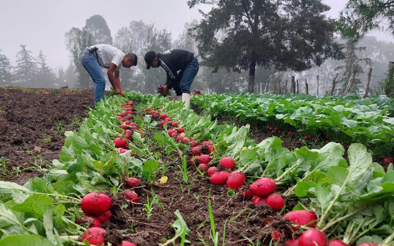 Brindan asistencia técnica para mantenimiento de huerto escolar