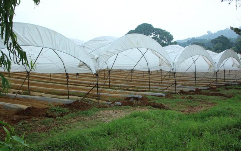 Descenso de temperaturas y vientos acelerados podrían afectar los cultivos esta semana
