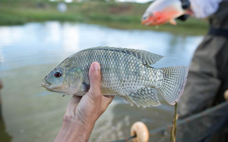 El cultivo de tilapia es una nueva oportunidad económica para las familias