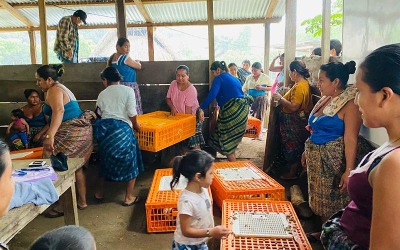 Entregan aves mejoradas a mujeres en Poptún 
