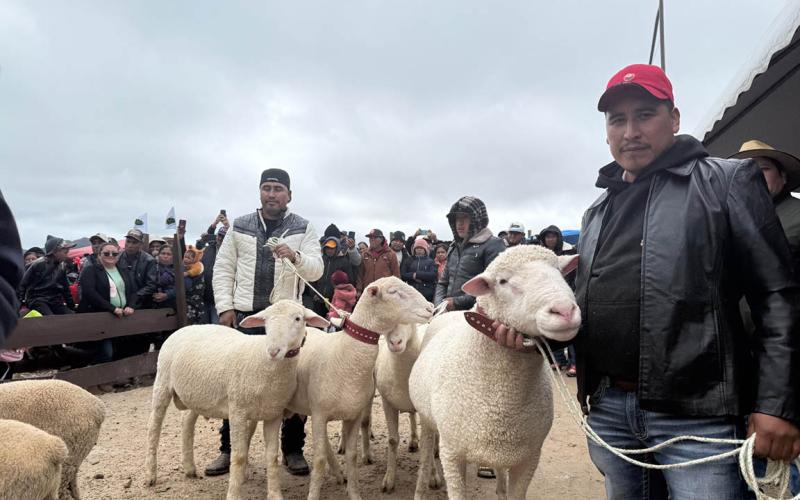 Feria del Cordero impulsa mejora genética en Huehuetenango