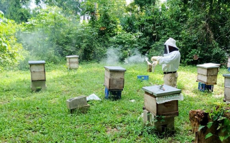 Fortalecen sanidad apícola en la comunidad Cruce a Dos Aguadas