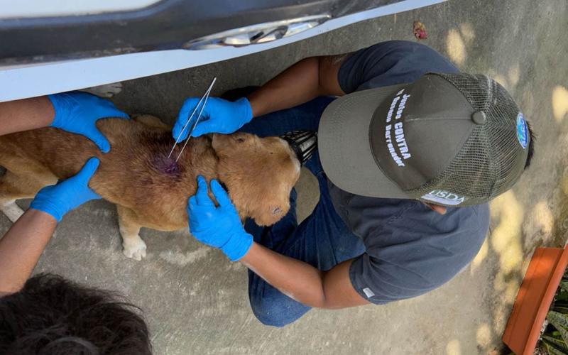 Impulsan acciones de vigilancia epidemiológica para control del Gusano Barrenador