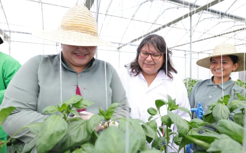 Muestran protocolos de bioseguridad en productora de semillas de exportación