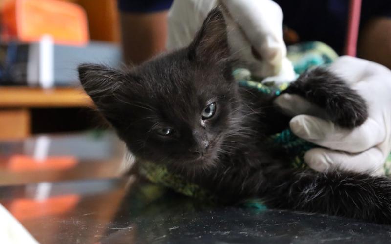 No deje que las pulgas incomoden a su mascota