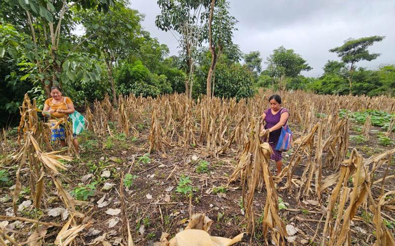 Productores de Nuevo San Francisco reciben asistencia para mejorar producción de cultivos
