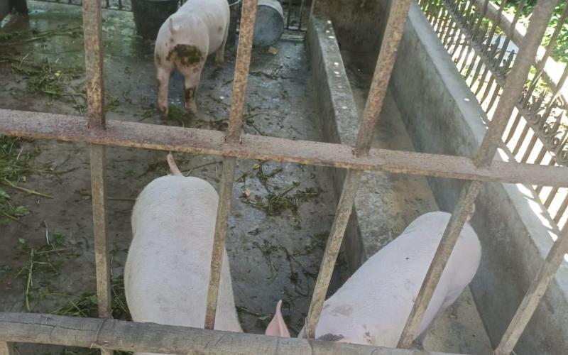 Productores porcinos capacitados en gestión integral de la producción y comercialización