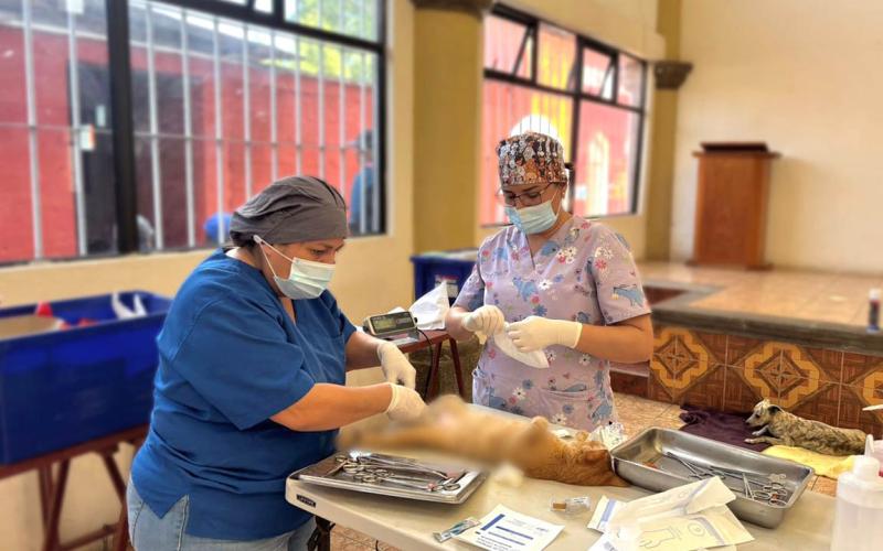 Realizan jornada de castración y esterilización en Chimaltenango