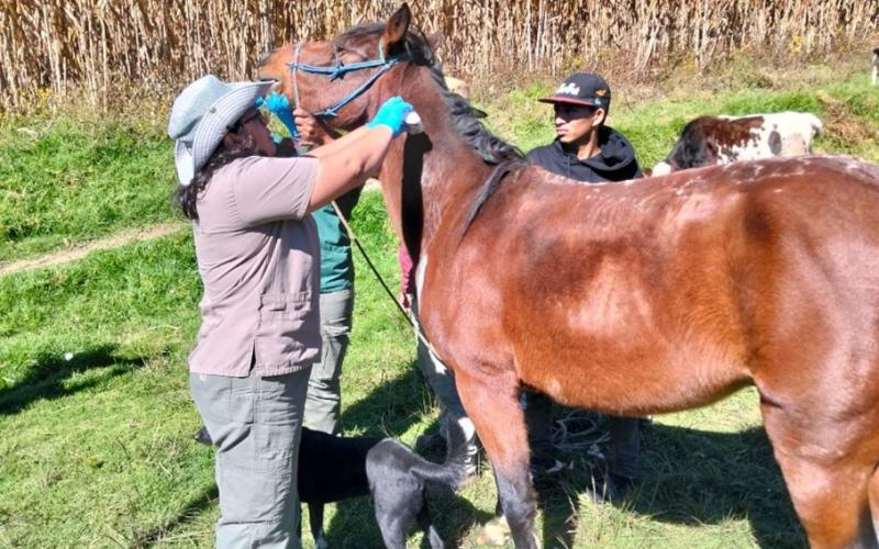 Realizan jornada profiláctica y preventiva contra el Gusano Barrenador en Sololá
