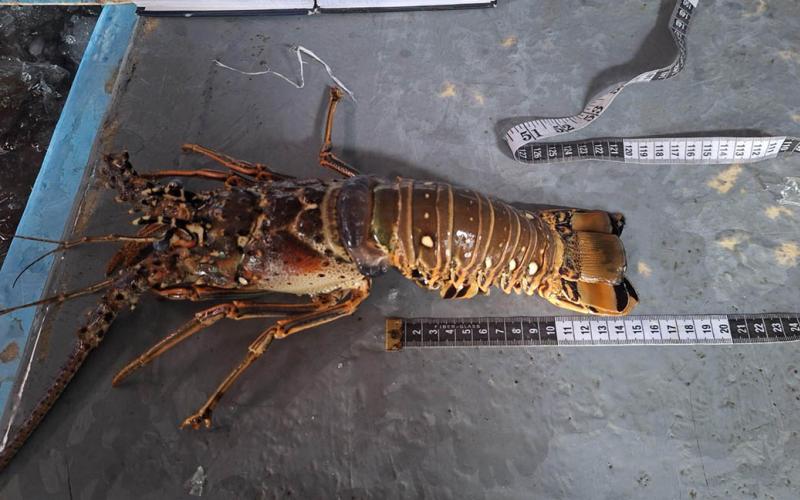 Realizan monitoreo biológico de langosta en Puerto Barrios