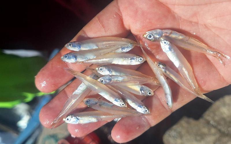 Realizan monitoreo biológico de manjúa en Puerto Barrios