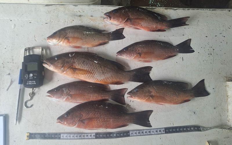 Realizan monitoreo biológico de pargos en Puerto Barrios