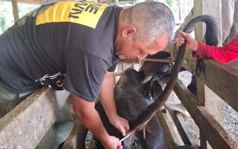 Realizan monitoreo sanitario de bovinos en comunidad La Lorena