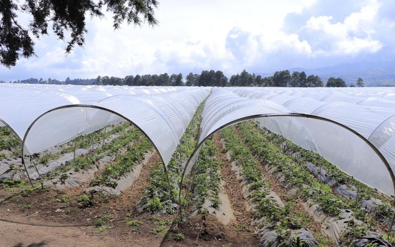 Se monitorean 16 municipios ante bajas temperaturas 