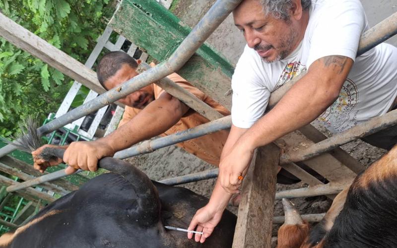 Se realiza monitoreo sanitario de bovinos en San Luis, Petén