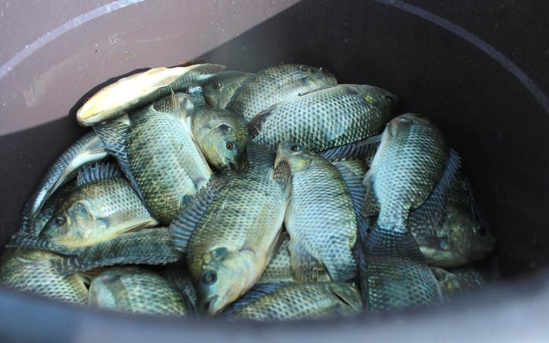 Tilapia: el cultivo sostenible que fortalece la nutrición y la economía rural