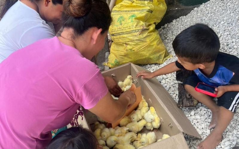 Entregan pollos de engorde en el municipio de El Chal, Petén