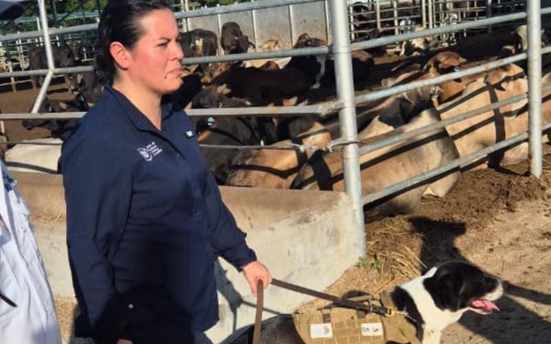 Ministra Rivera Dávila supervisa uso de binomios caninos para detectar Gusano Barrenador en Petén