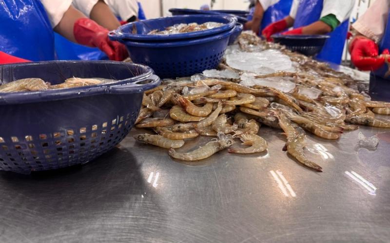 Exportaciones de pescado, atún y camarón superan los Q866 millones y fortalecen la competitividad de Guatemala