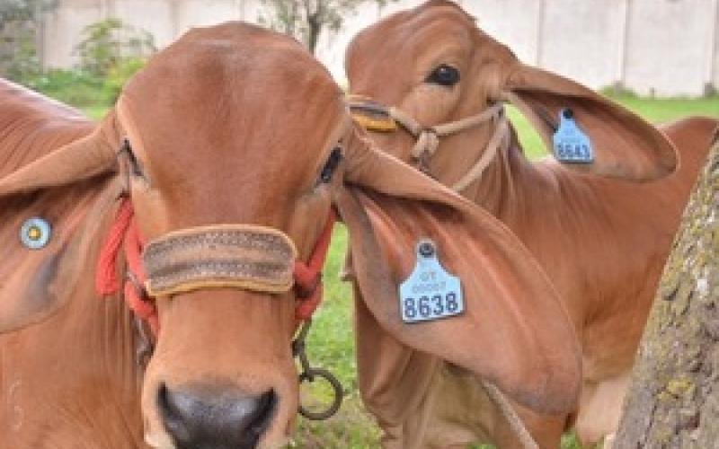 Emitimos 602 Certificados de Registro Genealógico bovino correspondientes a ocho razas