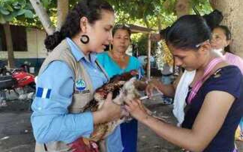 Vacunación de más de 388 millones de aves fortalece la sanidad avícola 