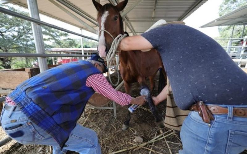 Fortalecemos la sanidad pecuaria en Quiché