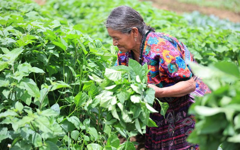 Acciones de agricultura familiar benefician a más de 112 mil pequeños productores en 2025