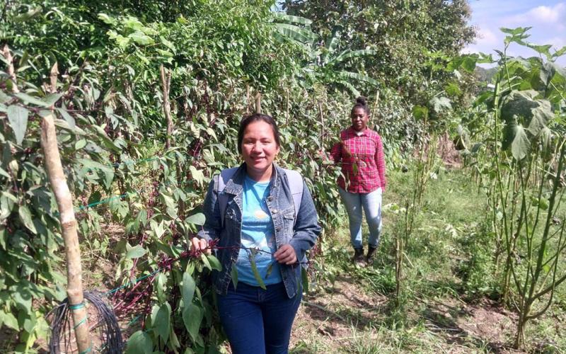 Apoyo y asesoramiento profesional fortalece producciones en Izabal