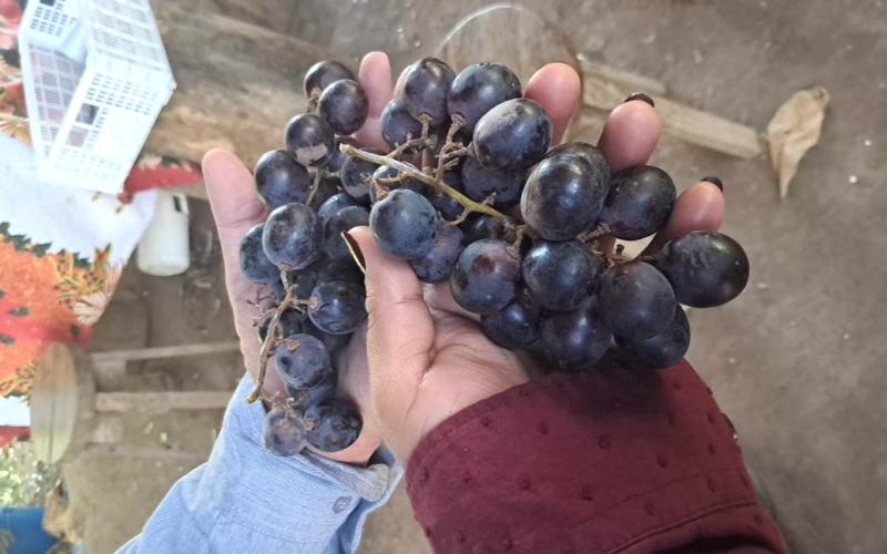 Asistencia técnica en viñedo fortalece capacidades de agricultores en Zacapa 