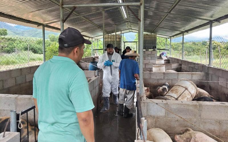 Atención sanitaria a más de 38 mil cerdos en 2025