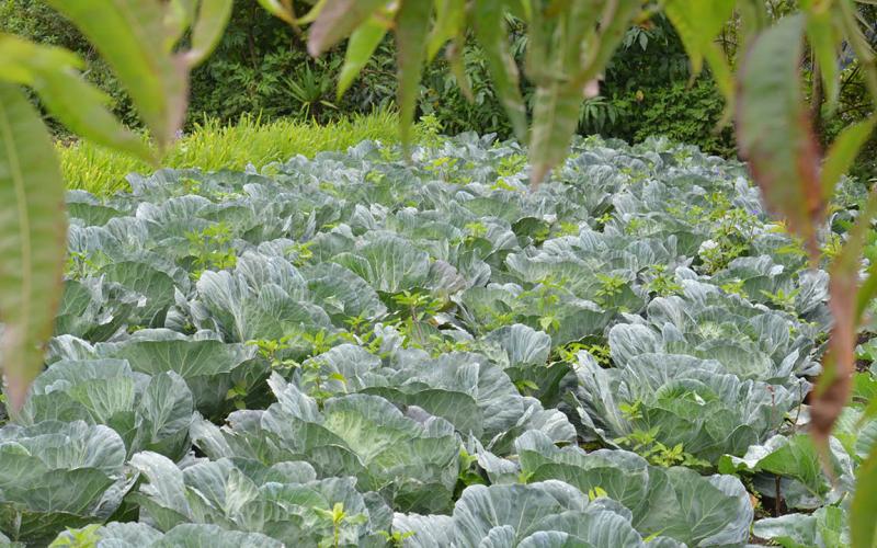 Bajas temperaturas podrían impactar los cultivos de 79 municipios