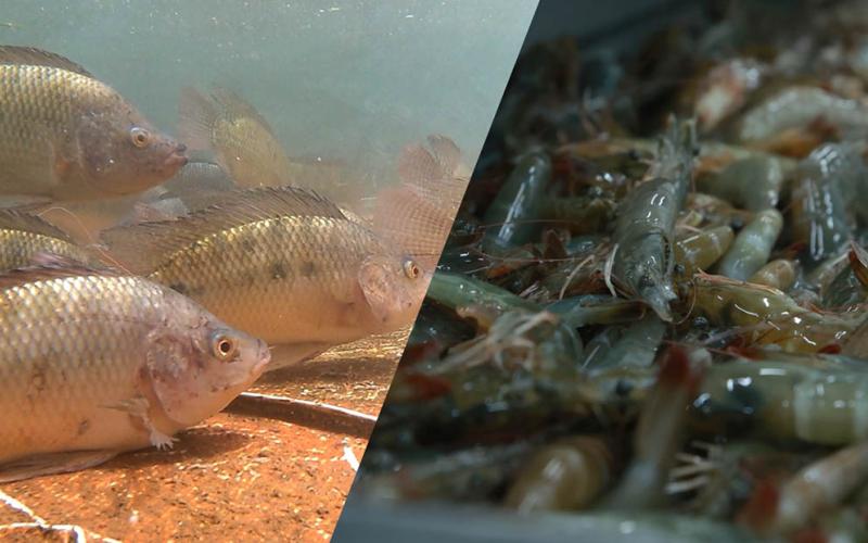 Emitidos 2489 permisos para la importación de peces y mariscos