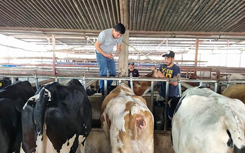 En Escuintla realizan jornada de identificación de bovinos