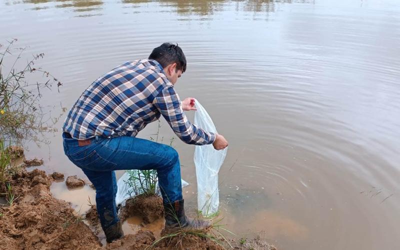 Entregan alevines de tilapia en San Francisco, Petén