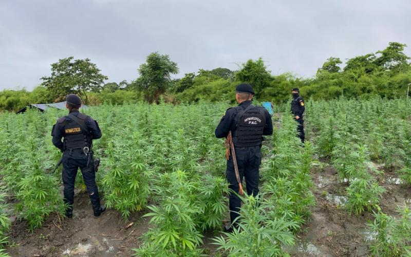 Erradican plantaciones ilícitas valuadas en Q10.4 millones