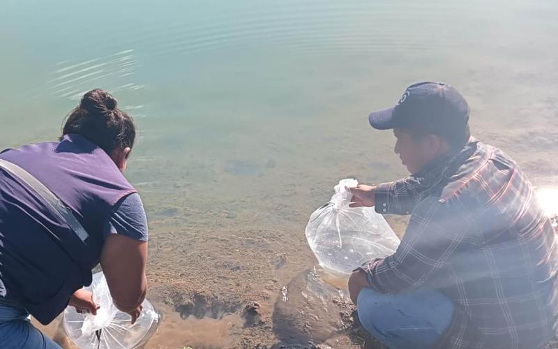 Fortalecen producción acuícola con entrega de alevines