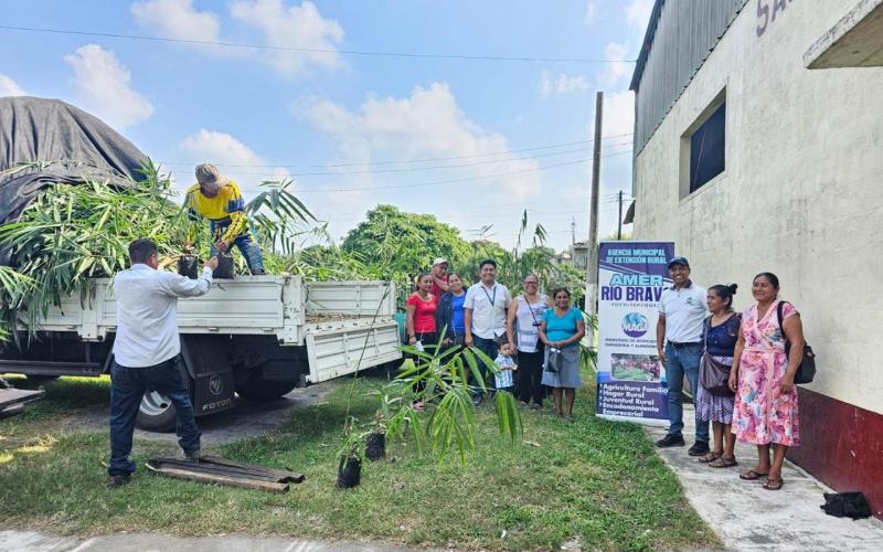 Impulsan cultivo de bambú en Suchitepéquez