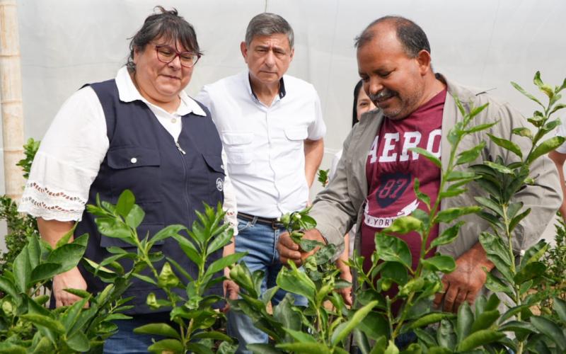 Impulsan producción de cítricos sanos en El Progreso