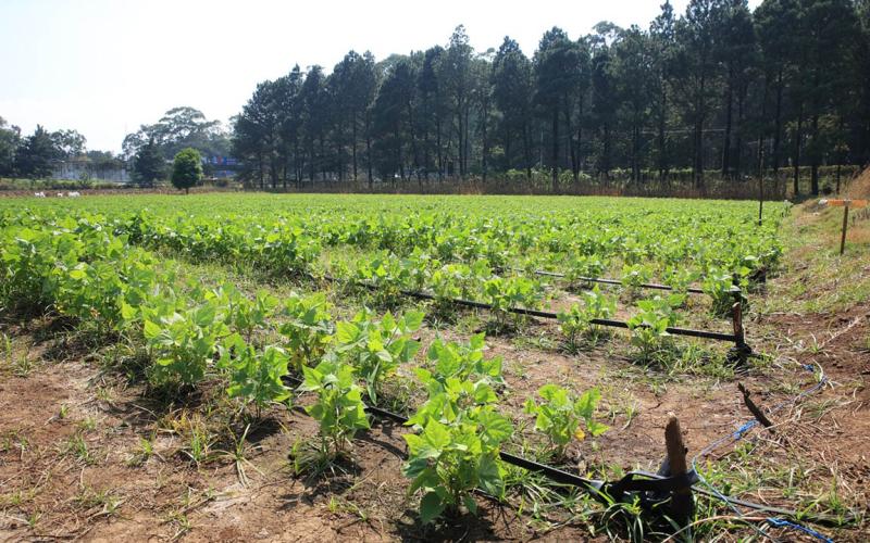 Ingresa nuevo frente frío y alertan al agro ante posibles heladas