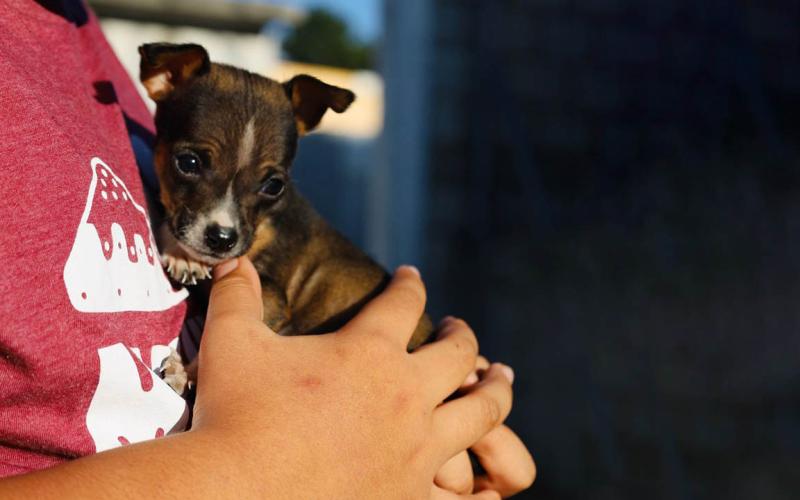 Las fiestas pasan, pero una mascota necesita cuidados todos los días