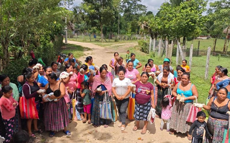 Más 6 mil aves mejoradas benefician a familias rurales de Petén