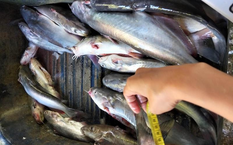 Monitorean captura de especies comerciales en el río La Pasión