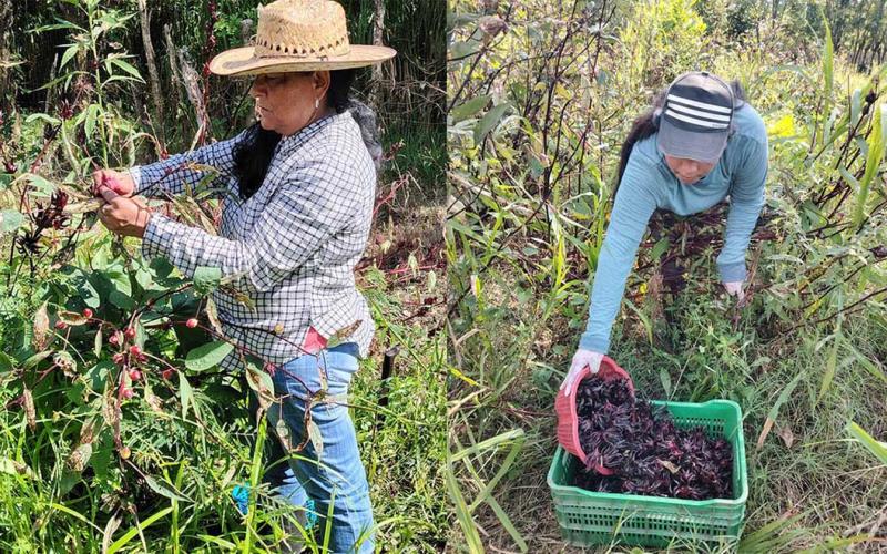 Mujeres rurales de Izabal fortalecen economía familiar al procesar rosa de Jamaica