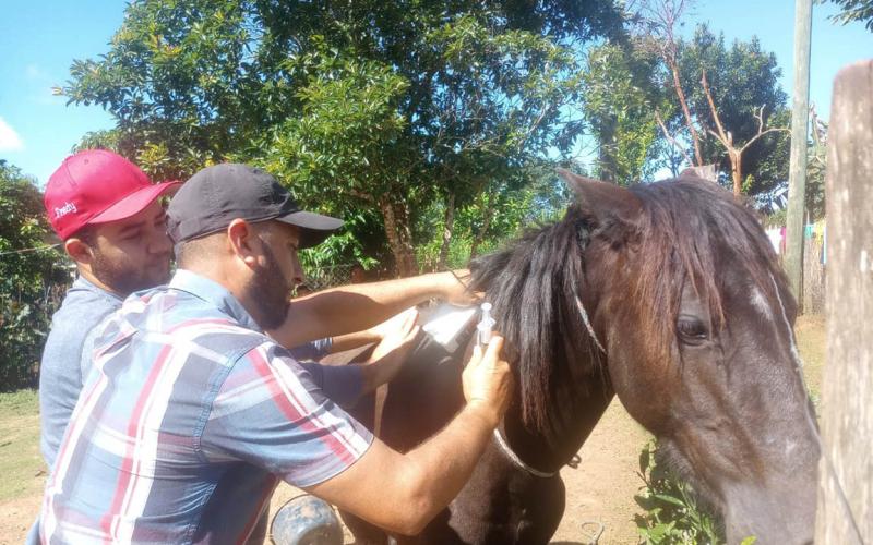 Realizan jornadas de vacunación pecuaria en Petén