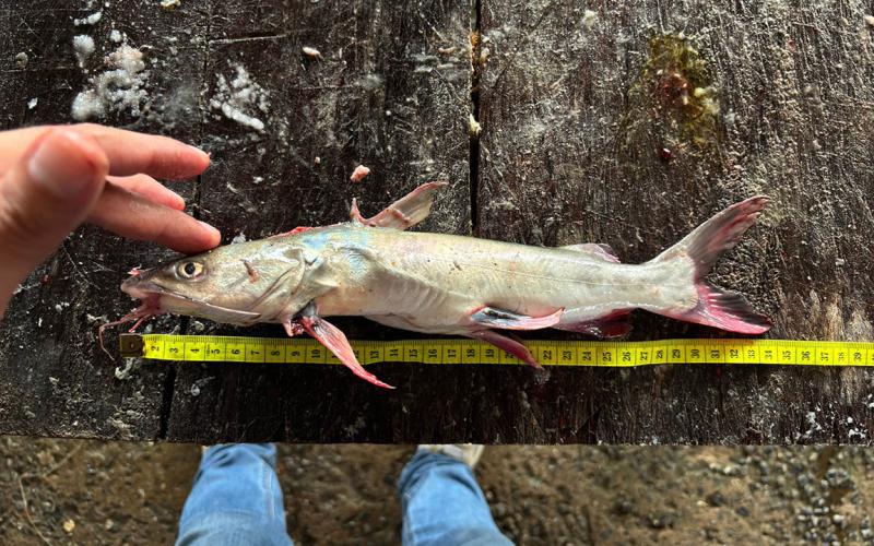 Realizan levantamiento de datos biológicos de pesca artesanal en Izabal